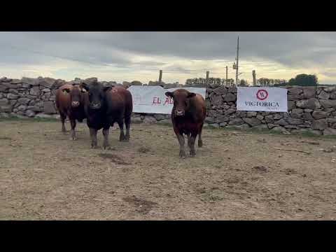 59 86 238 SA – Cabaña El Albardón – RED ANGUS