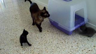 Male Siamese cat meeting 5-week old kittens.