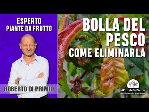 Emangiomi nei corpi vertebrali del rachide cervicale Come trattare lartrosi del ginocchio in un ospedale