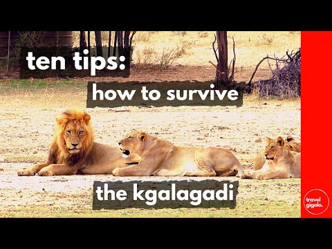Top 10: Surviving the Kgalagadi Transfrontier Park - Travel Tips (Overlanding)[Toyota Land Cruiser]