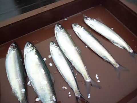 Hering aus dem NOK 14.4.2018 bei Dr.Butt !!