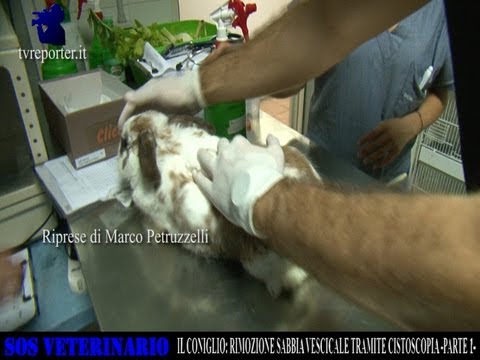 I parassiti la gente attanagliante Dermatite di atopic di un lyambliya