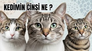 Kedimin Cinsi Ne? | Kedi Irkını Öğrenmenin Tüm Yöntemleri