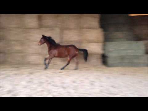 Goldjunge Freispringen