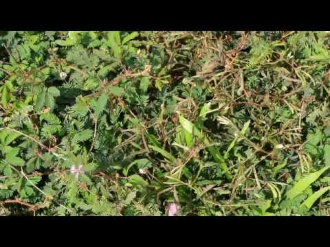 Morivivi Mimosa Pudica