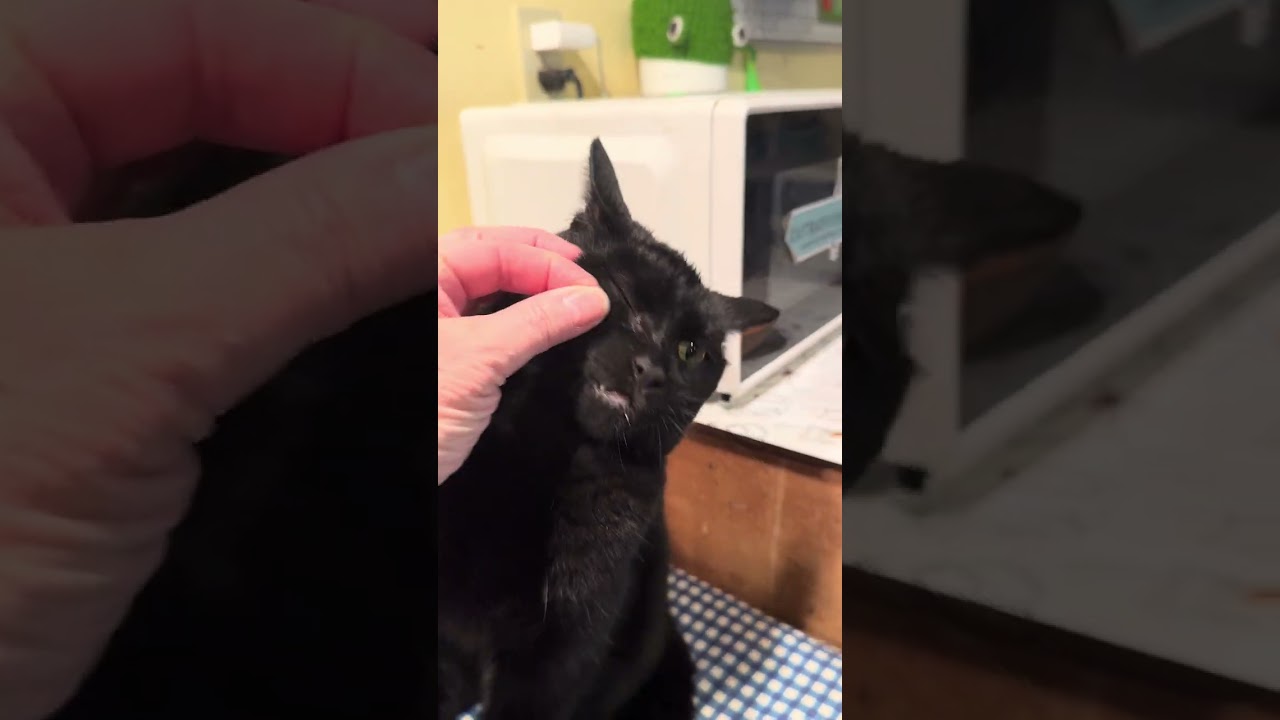 Enlarge Max, a Adoptable Domestic Short Hair in Belding, MI video 3/3