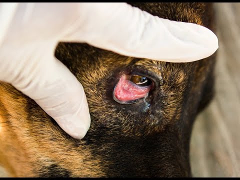 犬の結膜炎 – 認識し、治療し、予防します。