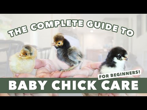 HOW TO RAISE CHICKS | EASY Baby Chicken Care 101 | Egg Laying Hens For Beginners |  Backyard Flock