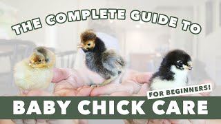 HOW TO RAISE CHICKS | EASY Baby Chicken Care 101 | Egg Laying Hens For Beginners |  Backyard Flock