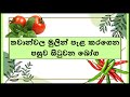 තවාන්වල මුලින් පැළ කරගෙන පසුව සිටුවන �