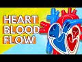 044 How Blood Flows Through the Heart 