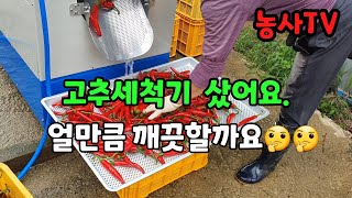 고추재배, 세척후 얼만큼 깨끗할까요? 청결고추가 되기위해 내돈 내산 고추세척기 사용후기 [농사TV]