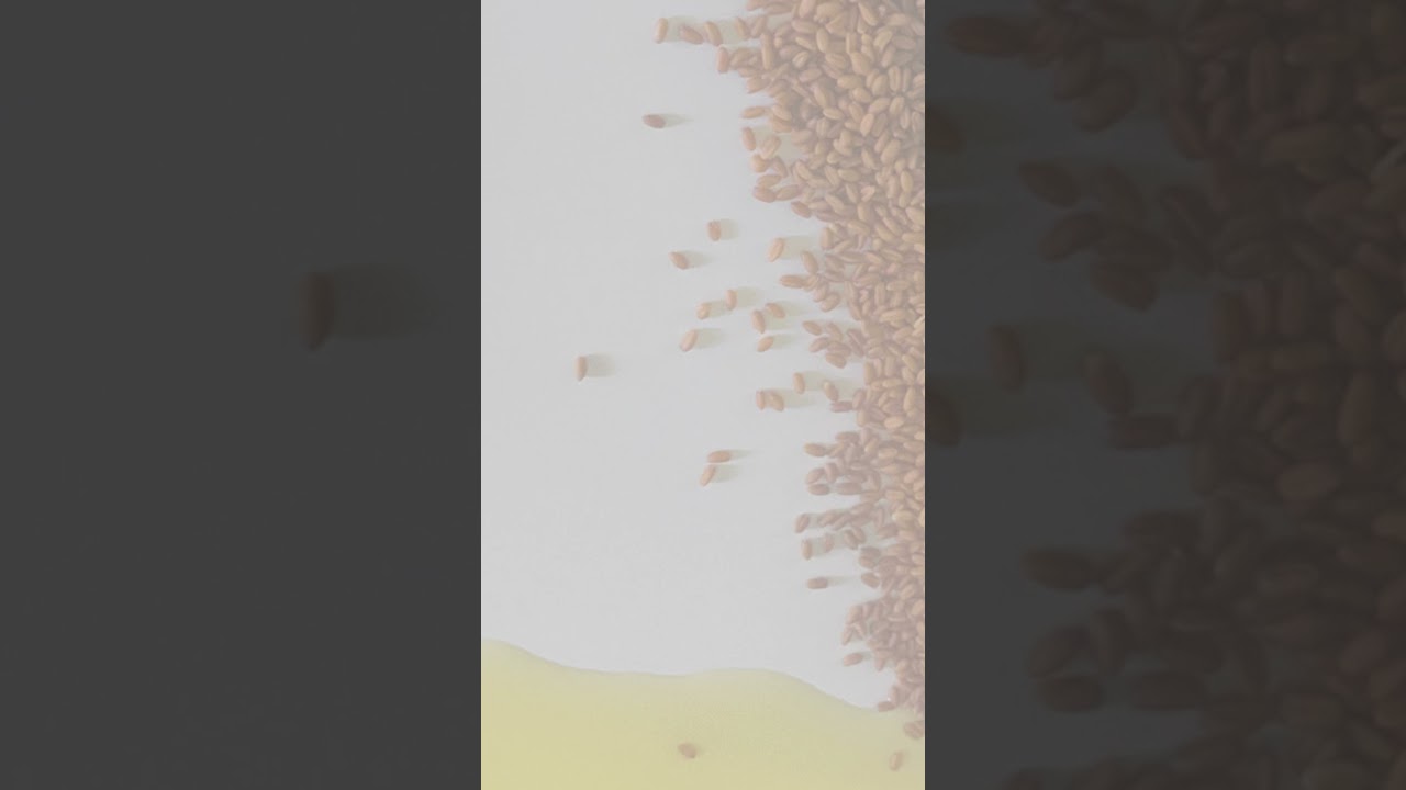 What is camelina oil?