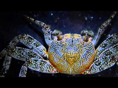 Movimiento invertebrado