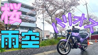 【桜】散りきる寸前の桜を見に走ってきた【雨】