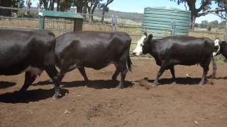 Harris Black BB Cows