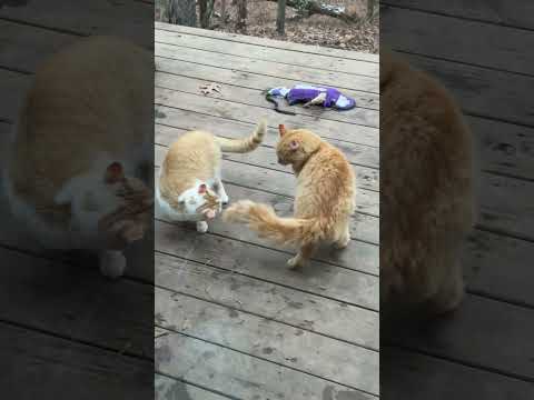Blaze and Light Saber battle over a mouse #narrowayhomestead #offgrid #narrowaycats