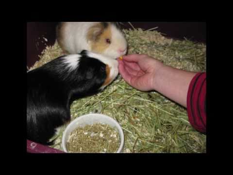 The guineapigs Teddy & Zlatan