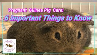 Pregnant Guinea Pig Care: 6 Important Things to Know