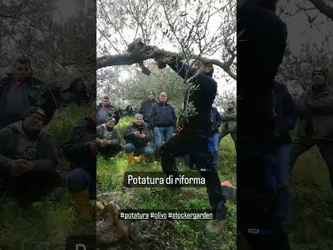Potatura di riforma dell'olivo #potatura #olivo