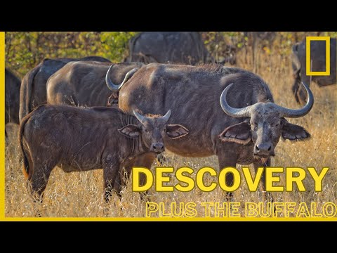 Buffalo Tales | Life in the African Forest Seasons | 2023 Full HD
