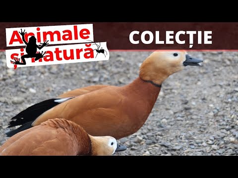 Colectia de pasari salbatice si domestice - Le-a invatat sa zboare!