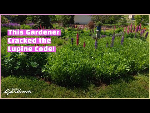Success Growing Lupines | Volunteer Gardener