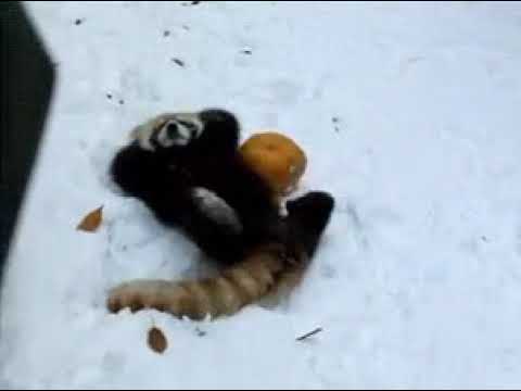 Red Panda playing with a Pumpkin