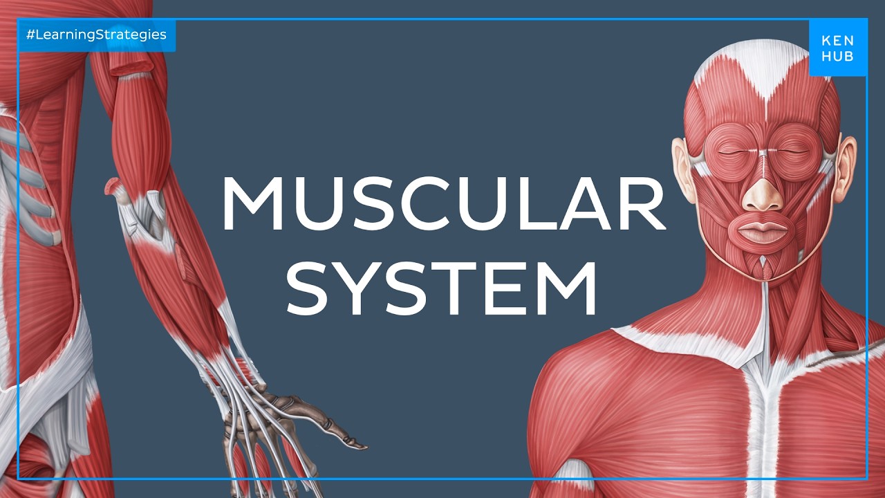 Muscular system - Anatomical terminology for healthcare professionals | Kenhub