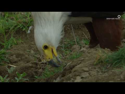 Safari Diaries: The Fish Eagle Thief