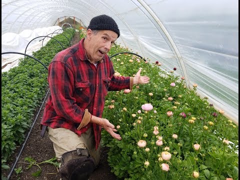 download lagu mp3 mp4 Ranunculus Garden, download lagu Ranunculus Garden gratis, unduh video klip Ranunculus Garden