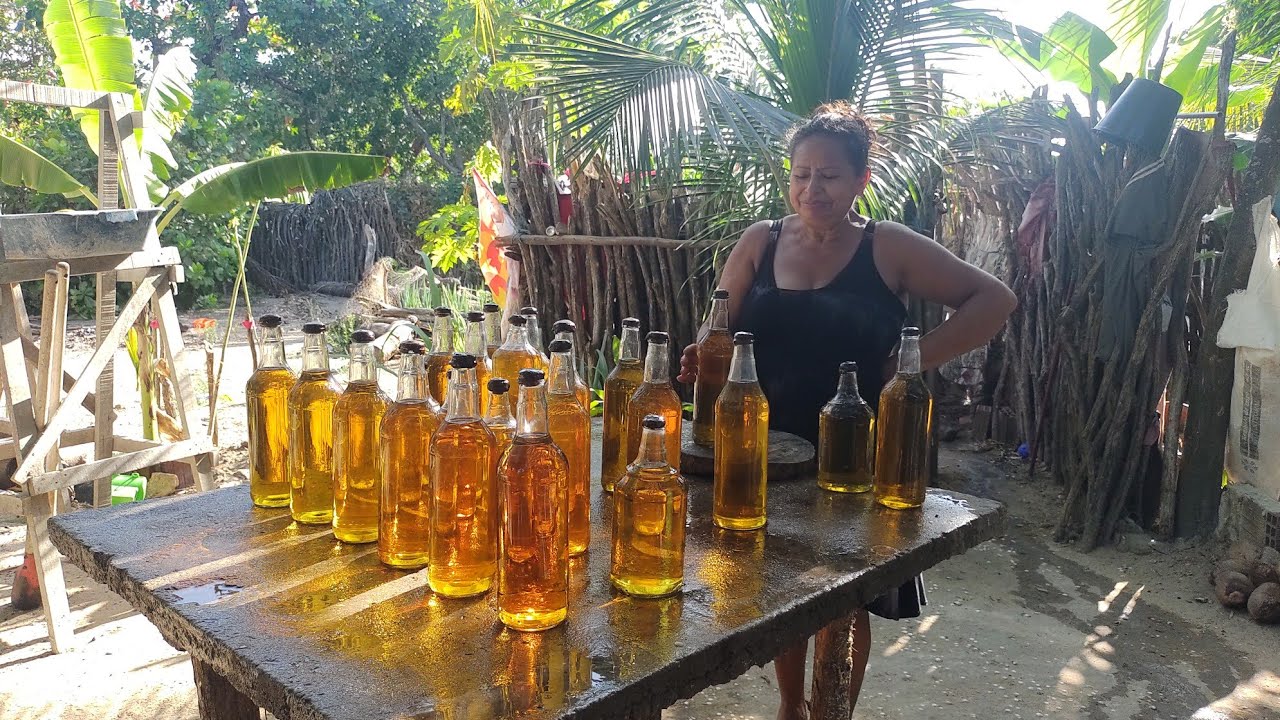 NA ROÇA COLHENDO CAJU E FIZEMOS CAJUÍNA ARTESANAL MAIOR QUANTIDADE JÁ FEITA #ceara