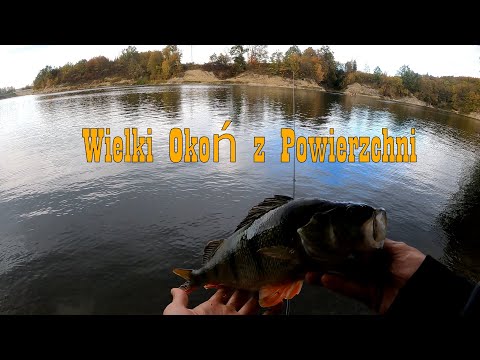 Życiowy okoń? Zapora na rzece Wisłok - Sieniawa