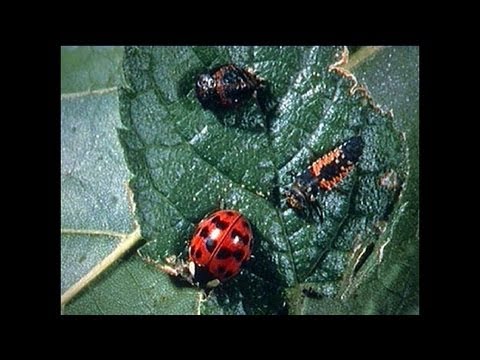 Integrated Pest Management - Part 1
