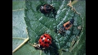 সমন্বিত বালাই ব্যবস্থাপনা