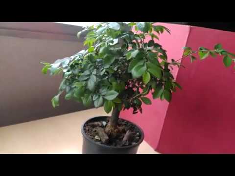 Podar Bonsai Zelkova Parvifolia