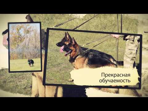 Коротко о немецкой овчарке (питомник Мотор Сич)