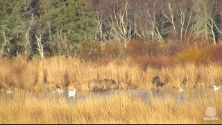 Grazer and Cubs, October 14, 2016