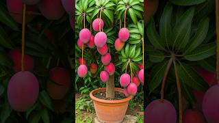 Download lagu 🌿Tumbuhkan Pohon Mangga Lebih Cepat dengan Metode Terbukti untuk Pemula Ini! #mangga #pohonbuah mp3