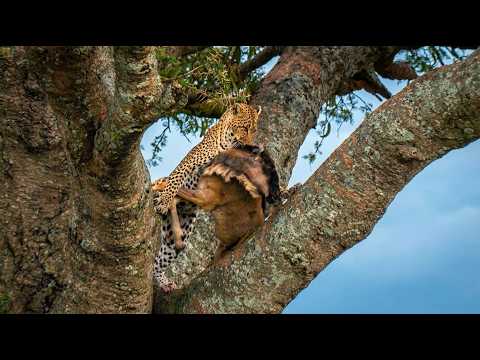 World’s Fastest Hunter - The Secret Life of Cheetahs | UNCENSORED