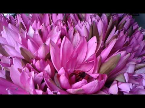 Native Flowers Of Sri Lanka