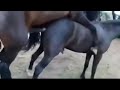 Horse Mating
