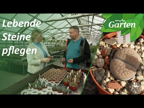 , title : 'Lebende Steine - getarnte Pflanzen | MDR Garten'