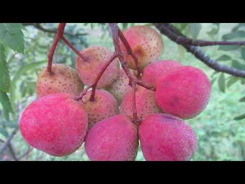 Sadje in sadike Žižula, Kostanj maroni, grmi špargljev, odporno grozdje, skorš,  jablane Bobovec