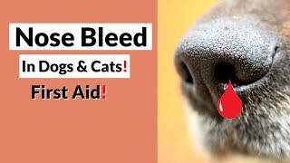 Nose Bleed in Dogs & Cats: First Aid!