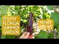 South Florida Summer Garden Successes And Failures