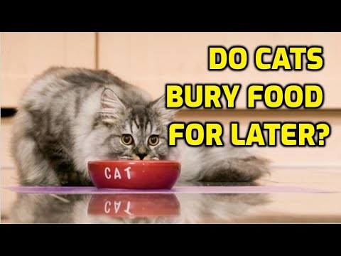 Why Do House Cats Try To Bury Their Food?
