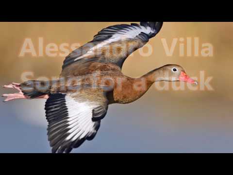 Alessandro Villa - Song for a duck