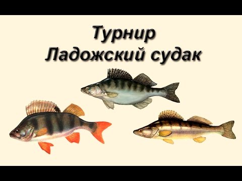 Русская Рыбалка 3.99 Турнир Ладожский судак #1
