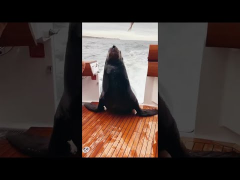 Friendly Sea Lion Hops into Boat || ViralHog